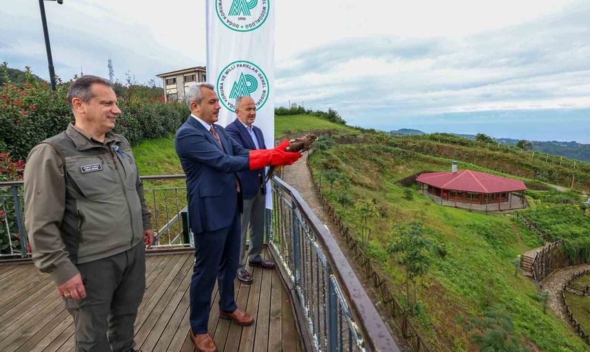 Rize'de yaralı arı şahinleri doğal yaşamlarına geri döndü