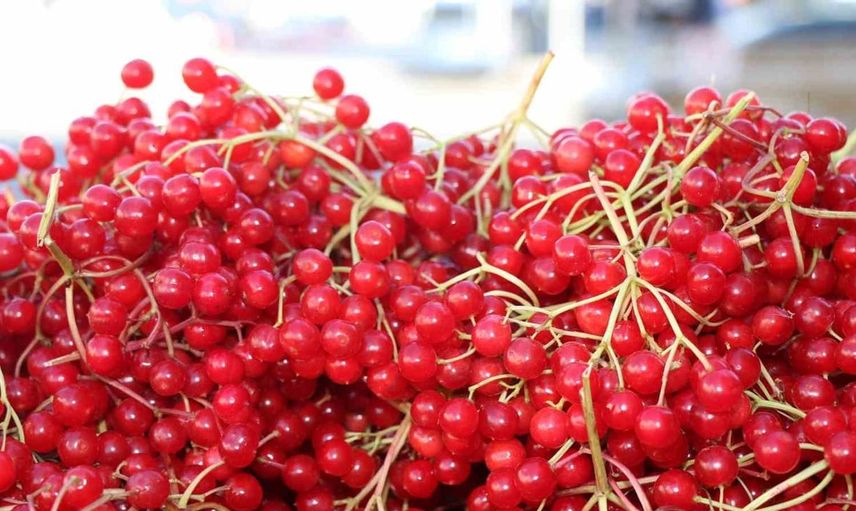 Erzincan'da gençlik iksiri olarak bilinen gilaburu meyvesi rağbet görüyor