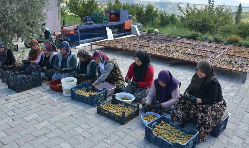 Manisa'nın demirci ilçesinde doğal yöntemlerle kurutulan Figan-i Efendi eriği talep patlaması yaşadı