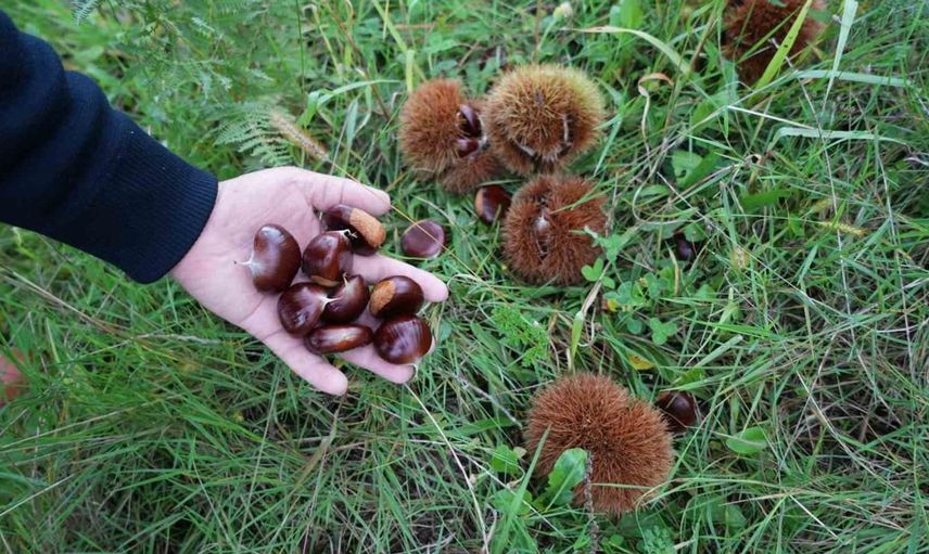 Samsun'da hastalıklara dayanıklı kestanelerin hasadı başladı