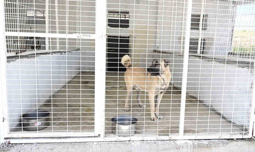 Battalgazi Belediye Başkanı, yeni hayvan barınağını ziyaret etti