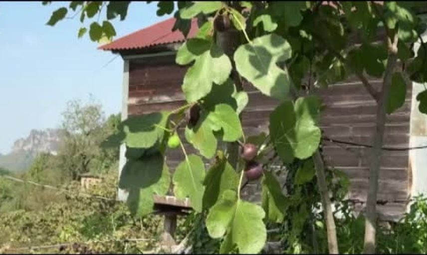 Giresun'da incir hasadı sonbahar ve kış aylarında devam ediyor