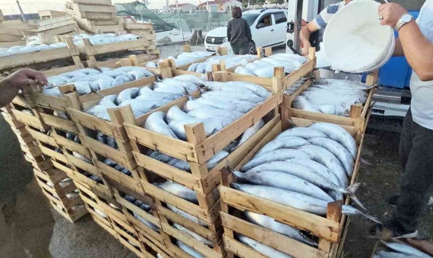 Kastamonu'da palamut bolluğu: Uygun fiyatlarla balık sezonu sürüyor