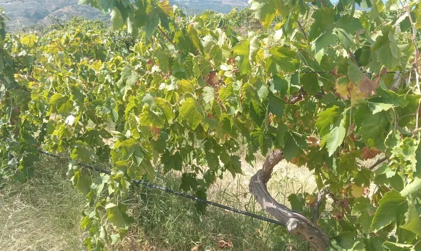 Denizli'de üzüm hırsızlığı: 2 ton üzüm çalındı