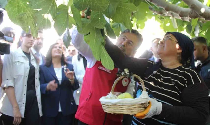 Tarım ve Orman Bakanı Yumaklı, Aydın'da incir hasadını yerinde inceledi