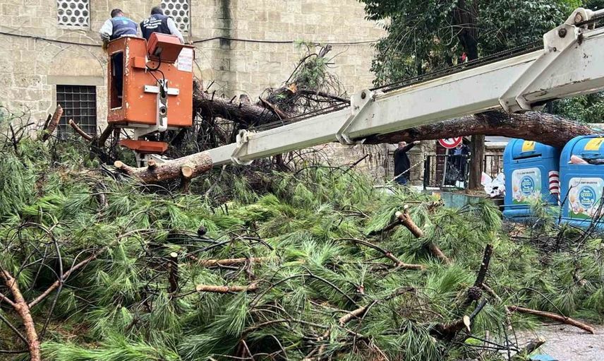 İzmit'te sabah saatlerinde devrilen ağaç, büyük bir tehlikeyi önledi