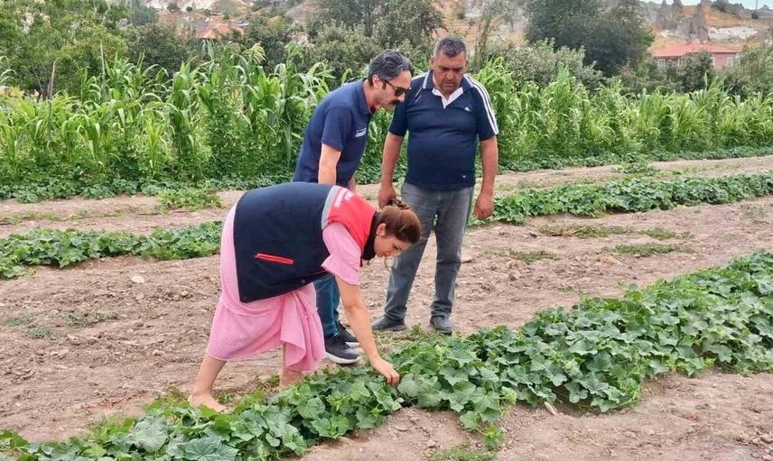 Afyonkarahisar'da barbunya ve kornişon salatalıkta hastalık ve zararlı denetimi devam ediyor