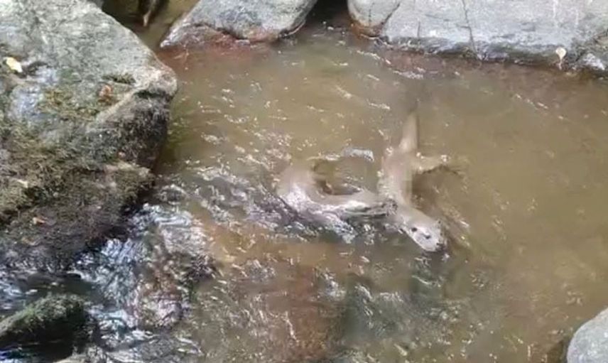 Istranca Dağları'nda doğal yaşamı gözler önüne seren su samurları görüntülendi