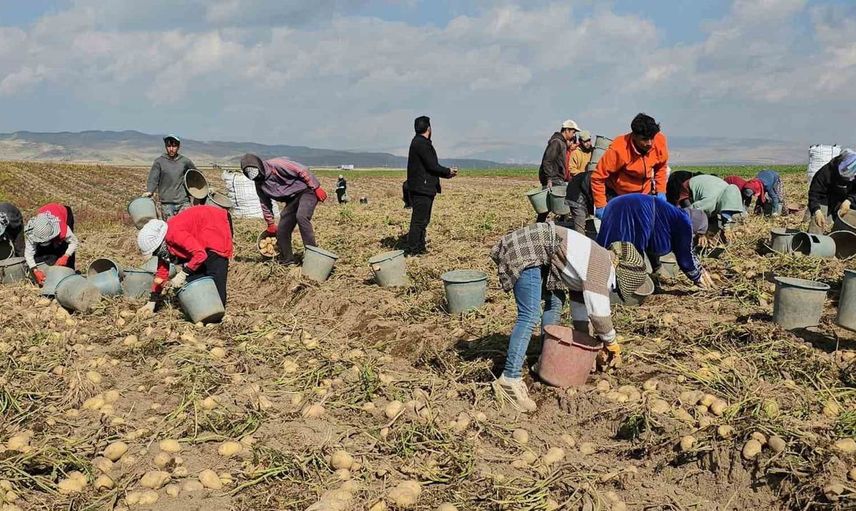 Adilcevaz'da patates hasadı: Mevsimlik işçilerin zorlu yaşam mücadelesi