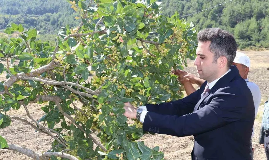 Selendi'de 'yeşil altın' hasadı başladı