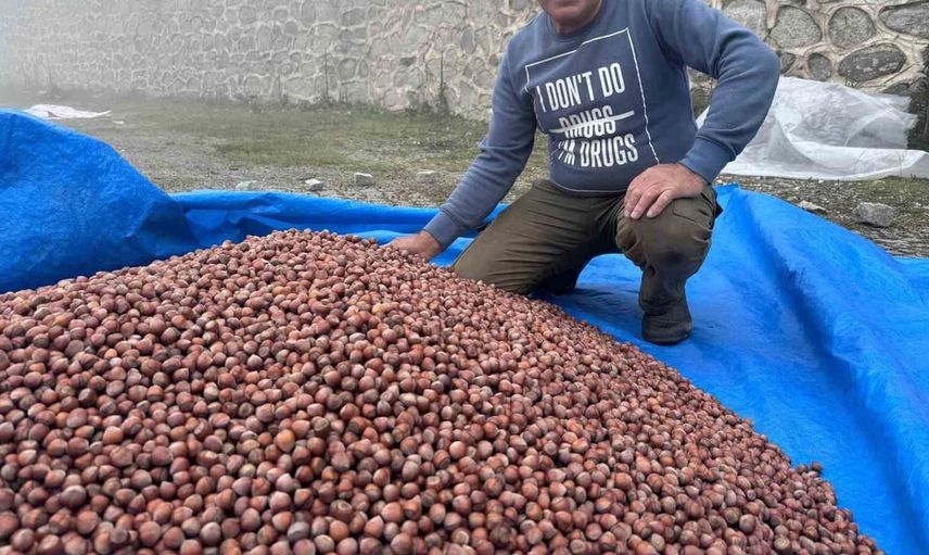 Giresun'da fındık kurutma çilesi yaylada da sürüyor
