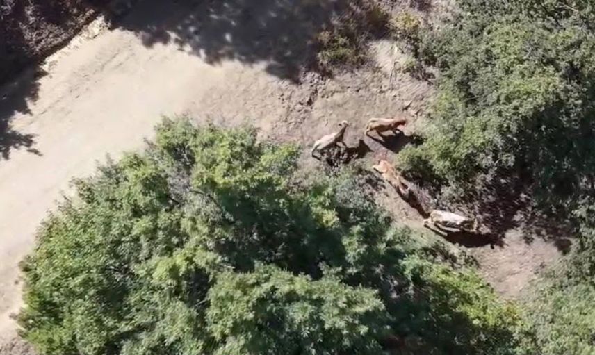 Dron ile kaybolan büyükbaş hayvanlar kısa sürede bulundu