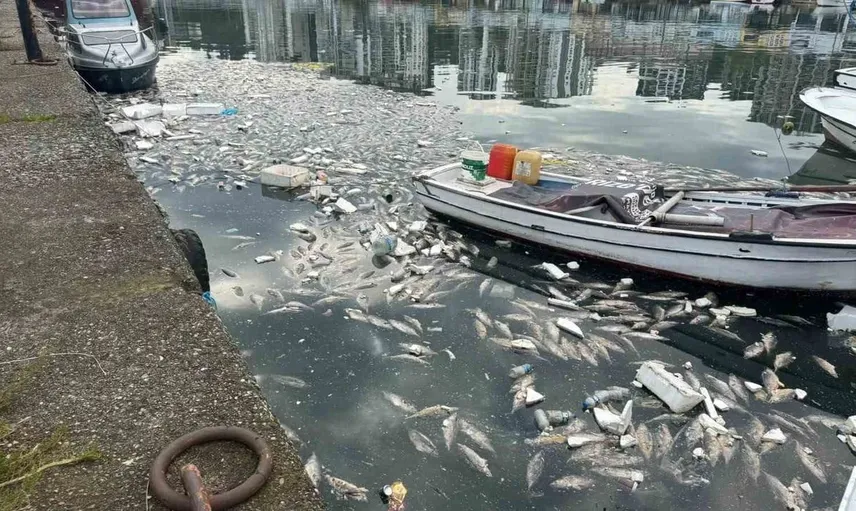 Rize'de palamut bolluğu kabusa döndü: Limanda ağır kokular hakim