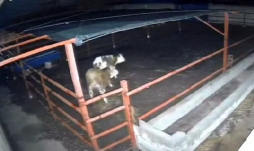 Kırşehir'deki mandıraya giren kurtlar, hayvanlara saldırdı