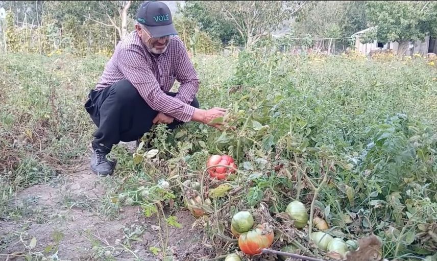 Osmaniye'de hobi amaçlı dev domates heyecanı: 2 kilogramlık örnek görenleri şaşırttı