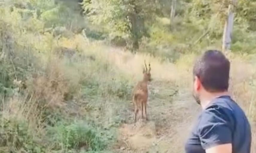 Bartın'da yaralı karaca sağlığına kavuşarak doğaya döndü