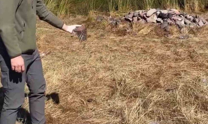 Kerkenez doğaya geri döndü: Tuzluca'da tedavi edilen kuş yeniden yuvasında