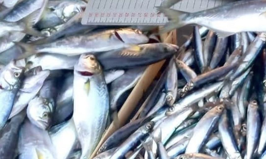 Mersin'de deniz ekosistemini korumak için denetimler hız kesmeden devam ediyor