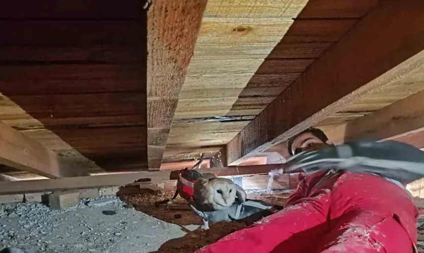 Eşinin başında bekleyen baykuş, itfaiyenin yardımıyla kurtarıldı