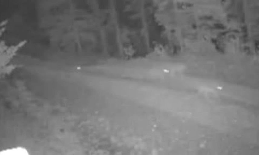 Kurt sürüsü köyde paniğe yol açtı: Güvenlik kameraları kaydetti
