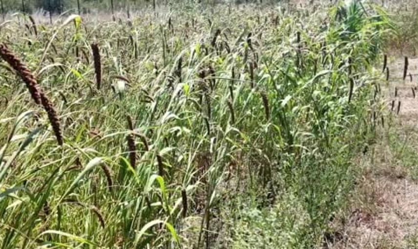 Edirne’de alternatif tarım atağı: muhabbet kuşu yemi üretimi umut verdi