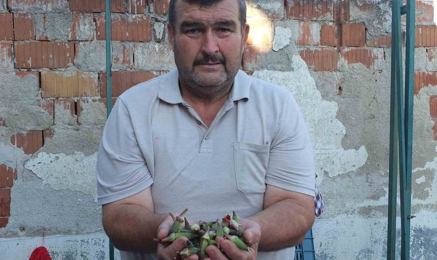 Burhaniye'de kınalı bamya yükselişte: Üretici memnun