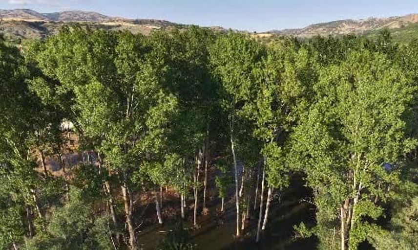 Çorum'un lavanta bahçesi ziyaretçilerin ilgisini çekmeye devam ediyor