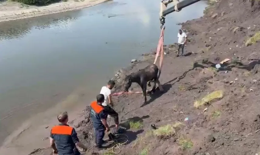 Ardahan'da bataklığa saplanan at vinçle kurtarıldı