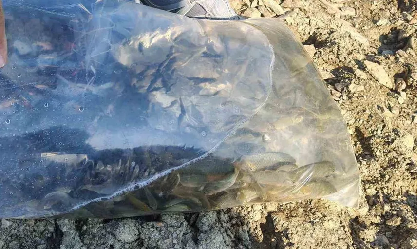 Konya'da göletlere yavru sazan balığı bırakıldı