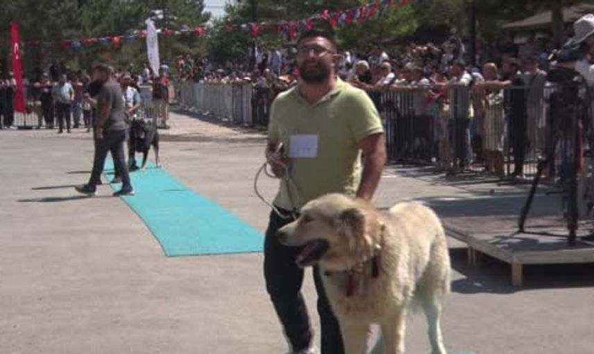 Sivas'ta Kangal köpeği güzellik yarışması coşkusu