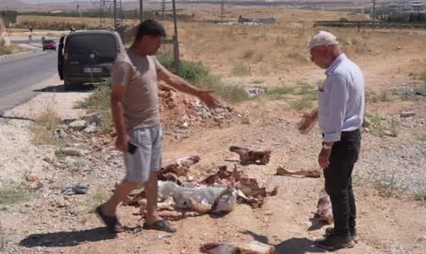 Gaziantep’te yol kenarında bulunan at kafatası ve kemikleri vatandaşları şaşırttı