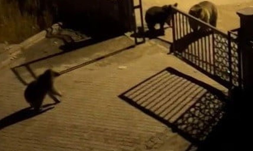 Kars’ta ayılarla ilginç anlar: 'Ne buldun da yiyorsun' tepkisi