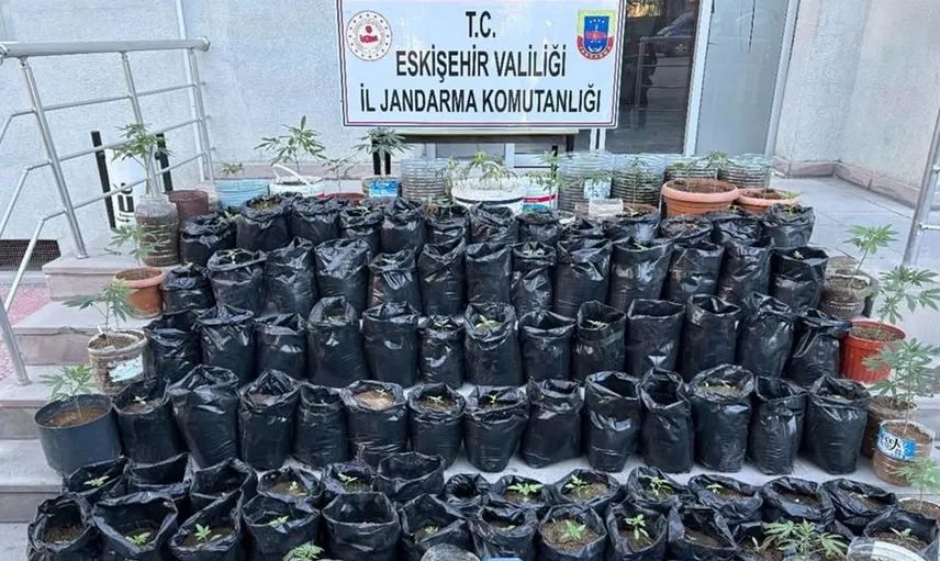 Eskişehir'de jandarma operasyonu: Saksılarda 161 kök kenevir ve esrar bulundu