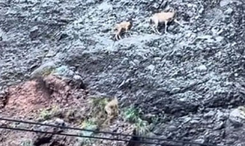 Tunceli'de dağ keçileri kayalıklardan cesurca atladı