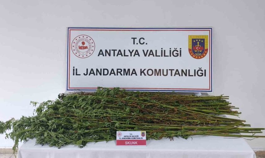 Serik'te jandarmadan kenevir operasyonu: 80 kök bitki ele geçirildi
