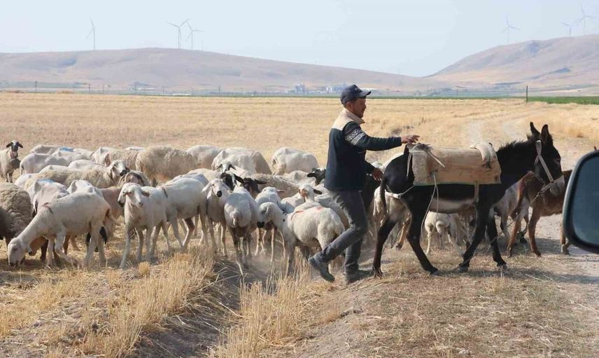 Konya Ovası'ndaki koyun sürülerinin sabah yolculuğu