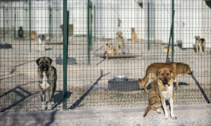 ABB barınağında vahşet iddiası! Poşete konulan köpek can havliyle kurtulmaya çalıştı