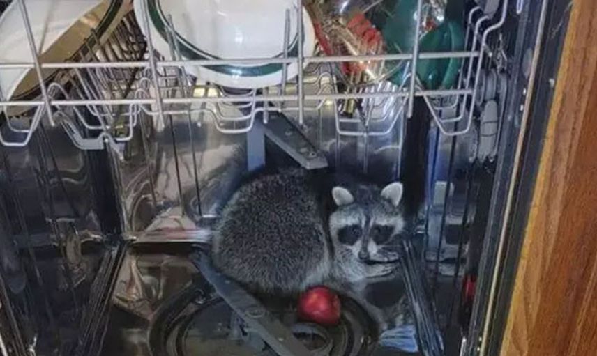 ABD'de Bir Rakun Girdiği Evde Bulaşık Makinesinde Uyuyakaldı