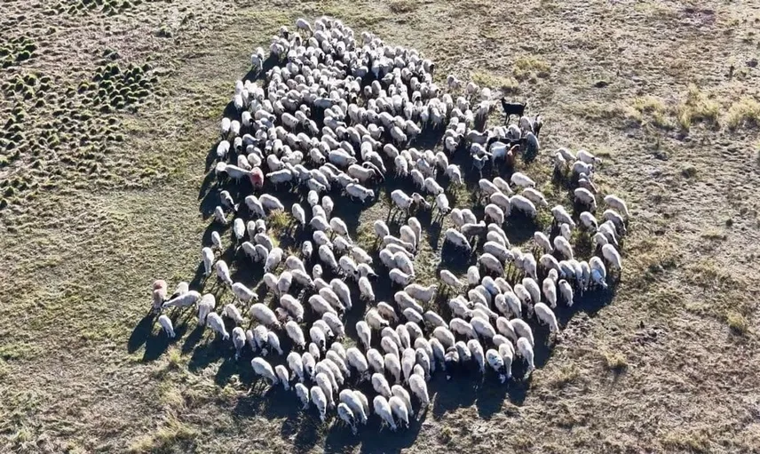 Tunceli'de çoban sorunu devam ediyor: 150 bin lira maaşa rağmen arayış sürüyor