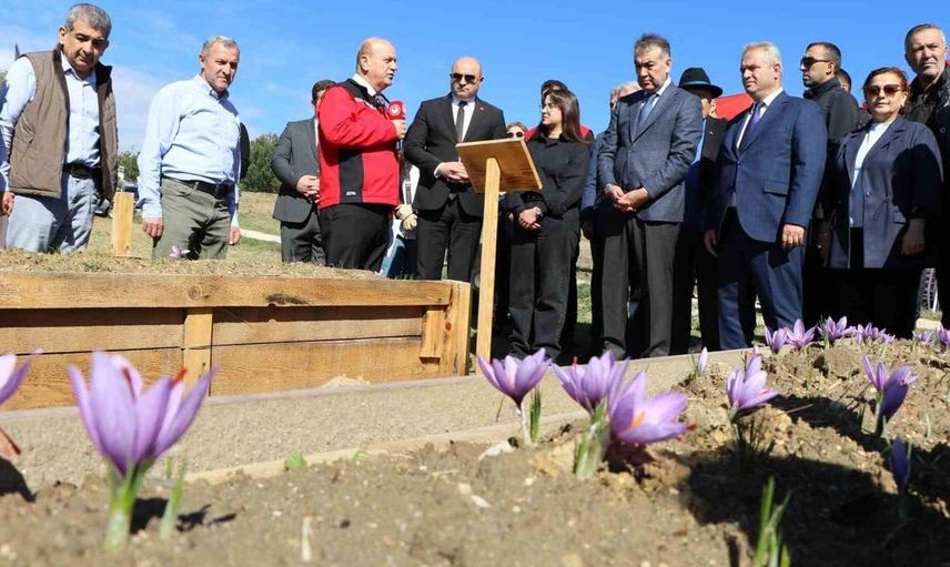 Karabük'te safran hasadı yapıldı: Üretim alanı ve kalite artışı hedefleniyor