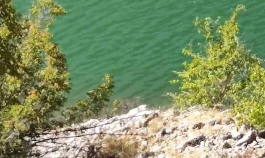 Tunceli'de ayının derin sularda yüzme çabası kamerada