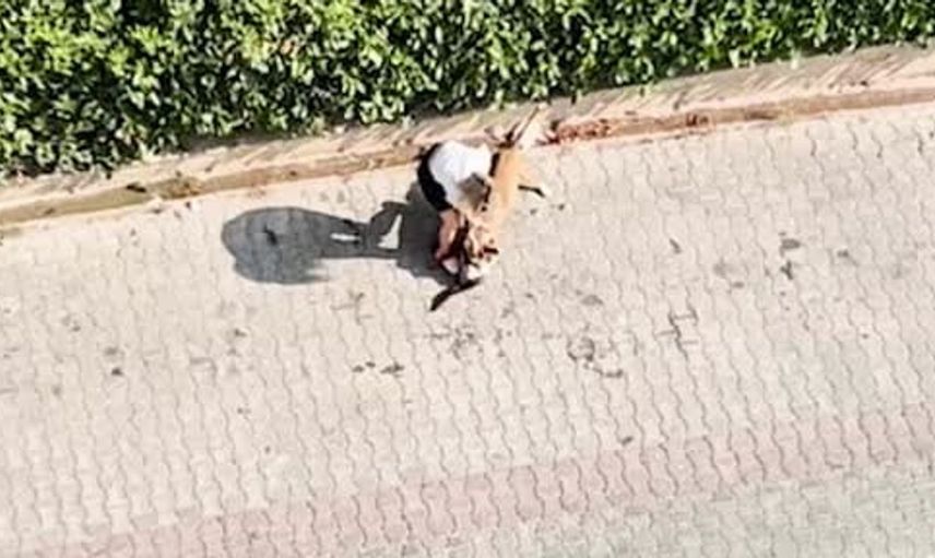 Adana'da köpeğiyle kediye saldıran sahibine büyük ceza