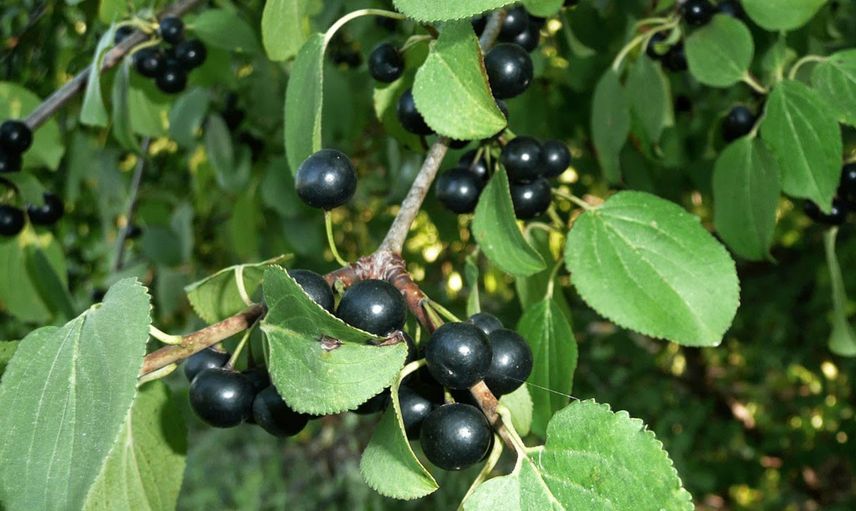 Acı Çehre Tohumunun Faydaları