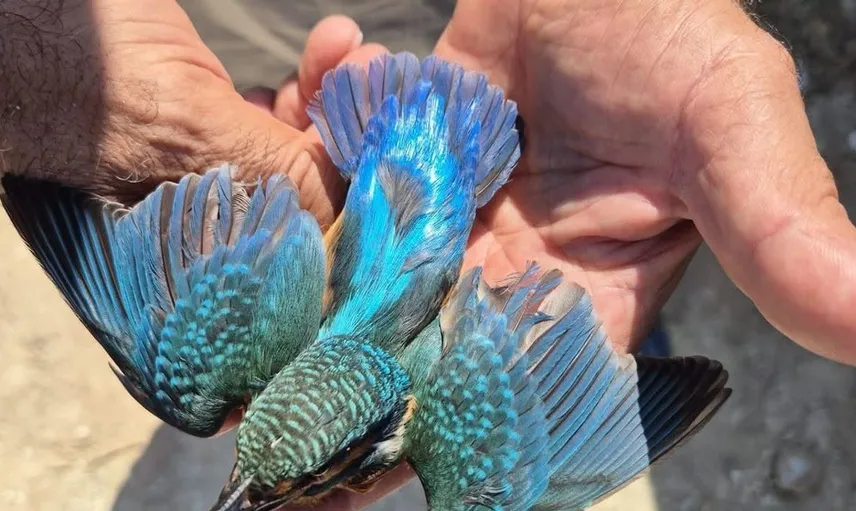 Kuşadası'nda yalıçapkınına duyarlı müdahale: Yeniden doğaya döndü