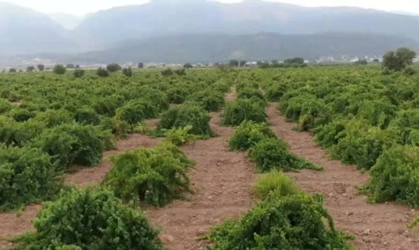 Gaziantep'te ünlü hatun parmağı ve Antep karası üzümünün hasadı başladı
