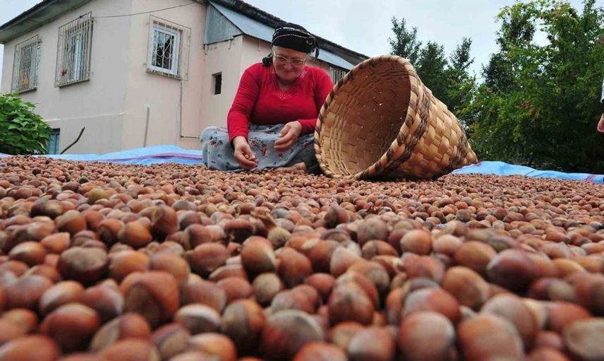 Düzce'den Avrupa Birliği'ne 7 bin ton fındık ihracatı gerçekleştirildi