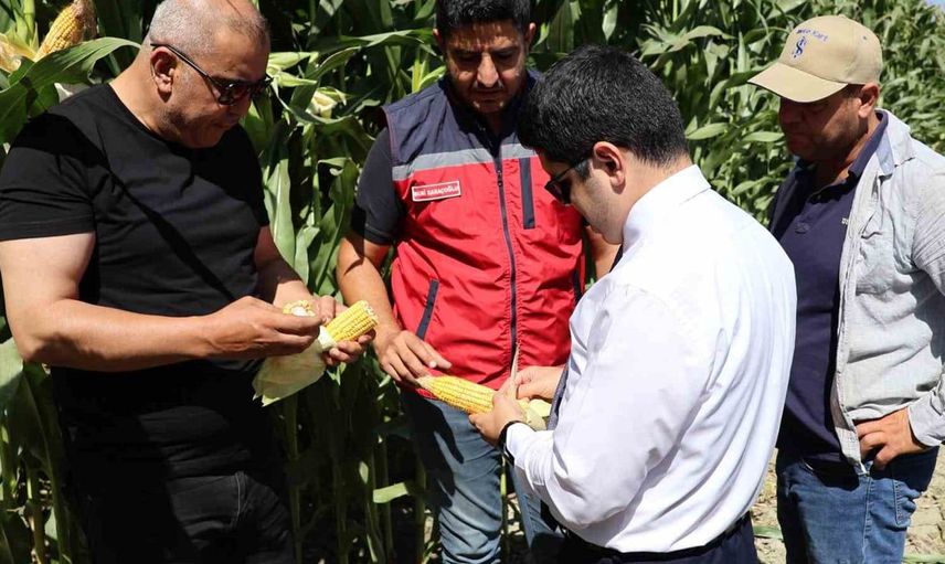Arsuz'da silajlık mısır hasadı başladı