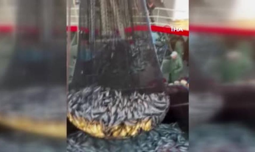 Tekirdağ'da sezonun ilk palamutları satışta: Balıkçıların yüzü güldü