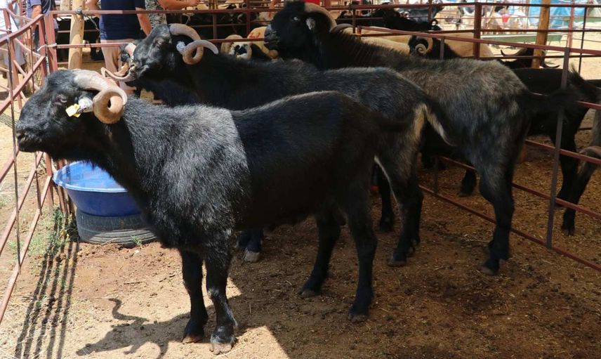 Adana kurbanlık fiyatları ne kadar? 2022 Adana büyükbaş, küçükbaş kurbanlık hisse fiyatları