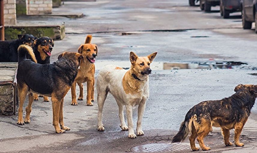 Adana’da 3 Yıl Önce Almila’ya Saldıran Köpek Davasında Flaş Karar: Ceza Sahibe Değil Bakana Verildi!